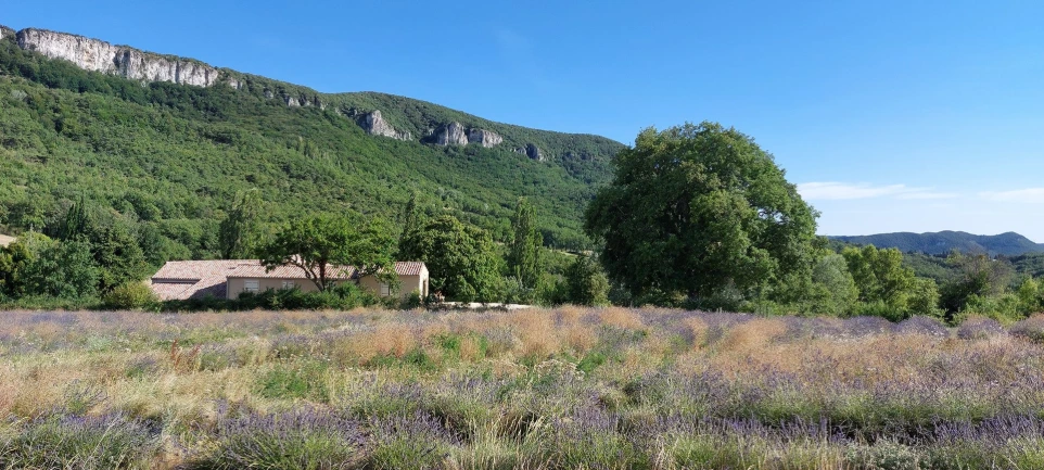 La Bellane au milieu des champs de lavande en Drôme provençale